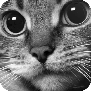 🐱