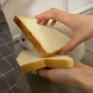 🥪