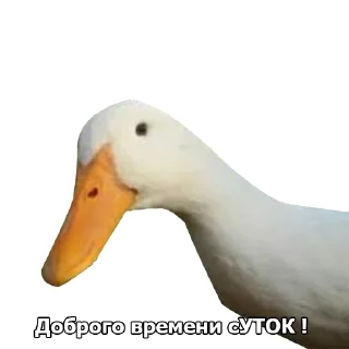 🦆