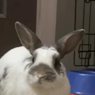 🤩
