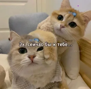 🐱