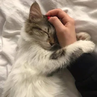 🐈