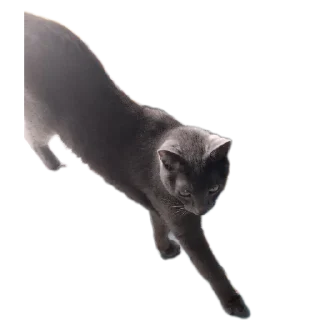 🐱
