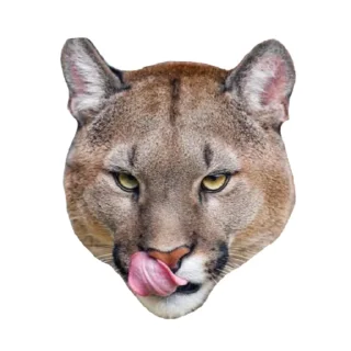 🐱
