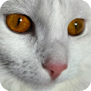 🐱