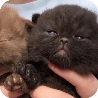 🐱