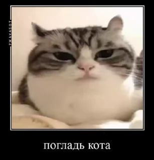 🥺