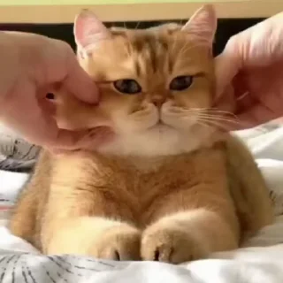 🐈
