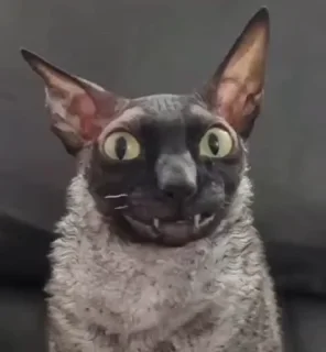 🤩