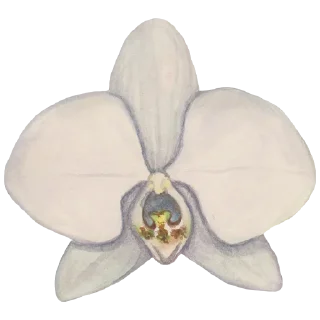 🌸