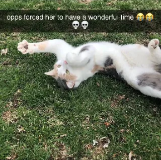 🐈‍⬛