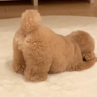 🐶