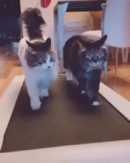 🏃‍♀
