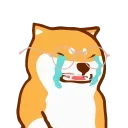 shiba jd