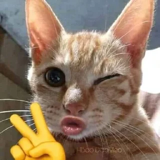 🐱