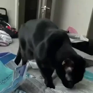 🐈‍⬛️