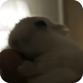 🐹