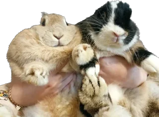 🐰