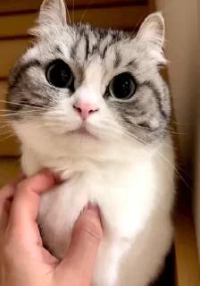 🐈