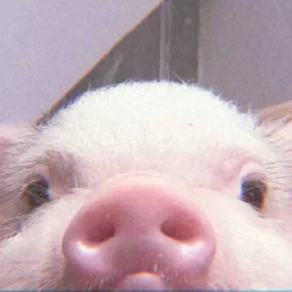 🐽