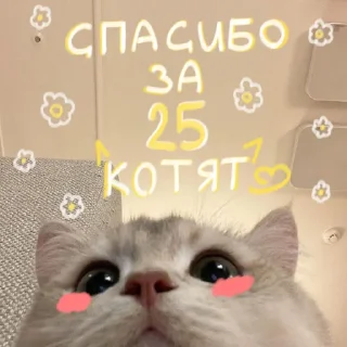 🐱