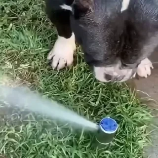 🐩