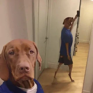 🐶