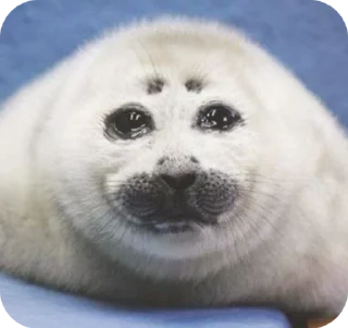 🥺