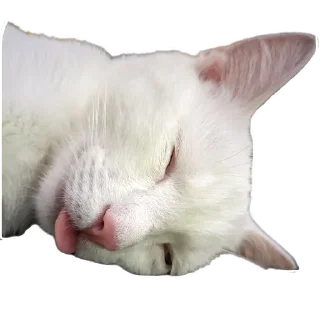 🐱