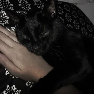 🐈‍⬛