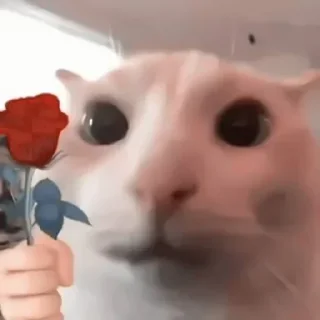 🌹