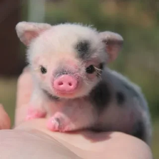 🐾