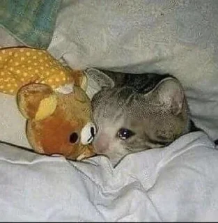 🐱