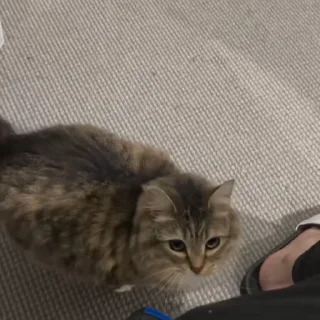 🌟