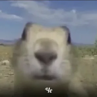❓