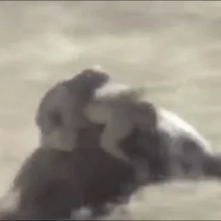 🐽
