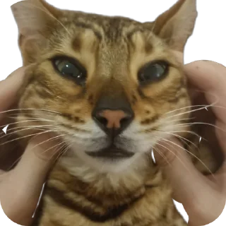 🐱
