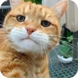🐱