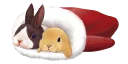 🐰