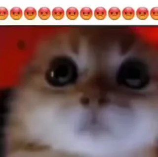 🐈‍⬛