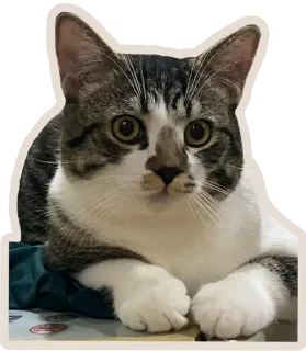 🐈