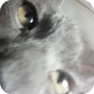 🐱