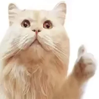 😺