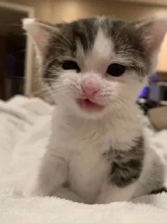 🐱