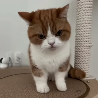 🐈‍⬛️