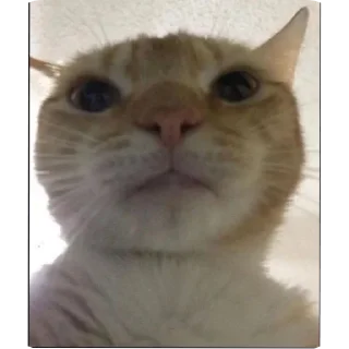 🐱
