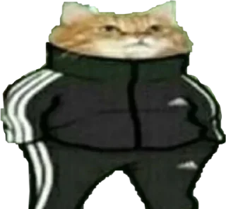 🐱