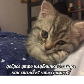 🐚