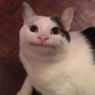 🐱
