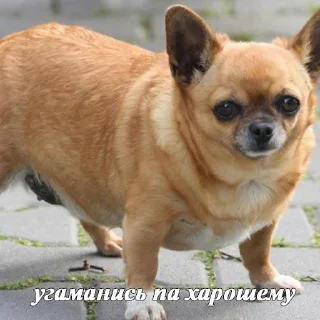 🐶
